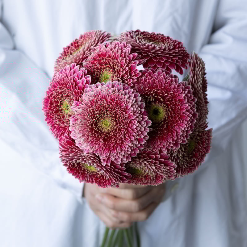 ガーベラ「ジェイジェイ」「リモリモ」 | tokyo_shokubutsu_zufu