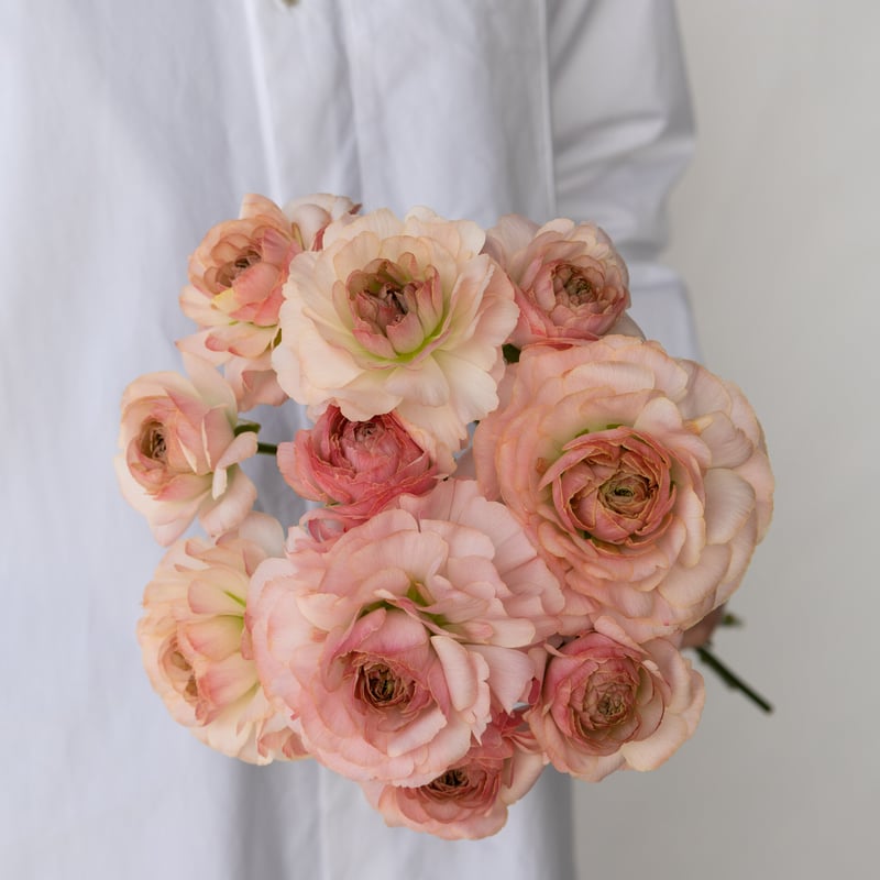 ラナンキュラス ラナンキュラス「ラックスミックス」 | tokyo_shokubutsu_zufu