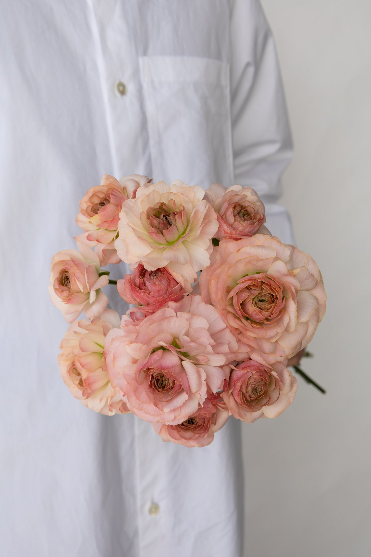 ラナンキュラス「プラージュ」 | tokyo_shokubutsu_zufu