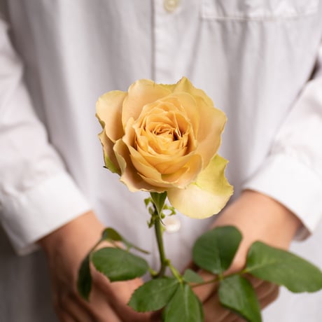 バラ「堀木園芸　ワンダーウォール」