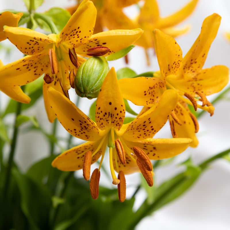 ユリ「竹島ユリ」 | tokyo_shokubutsu_zufu