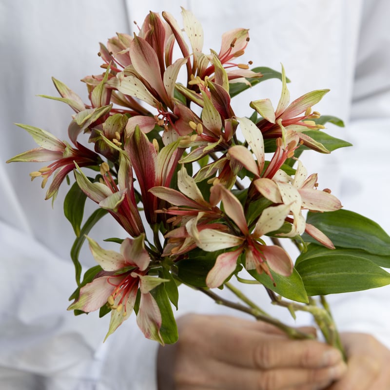 三宅さんの「アルストロミックス」 | tokyo_shokubutsu_zufu