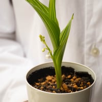スズラン「斑入り」