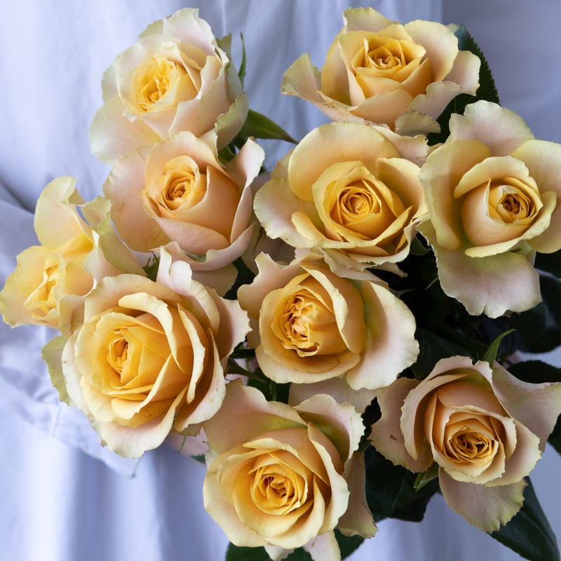 ザマイラ ◎ 化粧品 / バラ売り / 中古 楽天市場】予約販売 バラ苗 バラ大苗 中輪 ザンブラ'93 四季咲き 薔薇