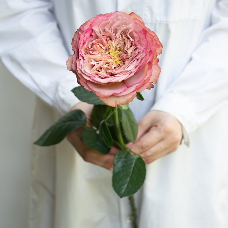 バラ「堀木園芸 ホールディングハンズ」 | tokyo_shokubutsu_zufu バラ「堀木園芸 ホールディングハンズ」 | tokyo_shokubutsu_zufu