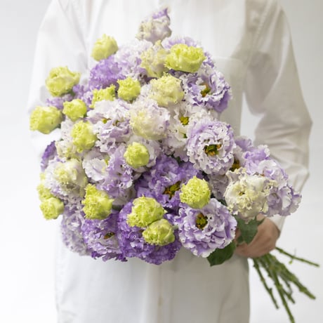 トルコキキョウ「ぶどうミルク」