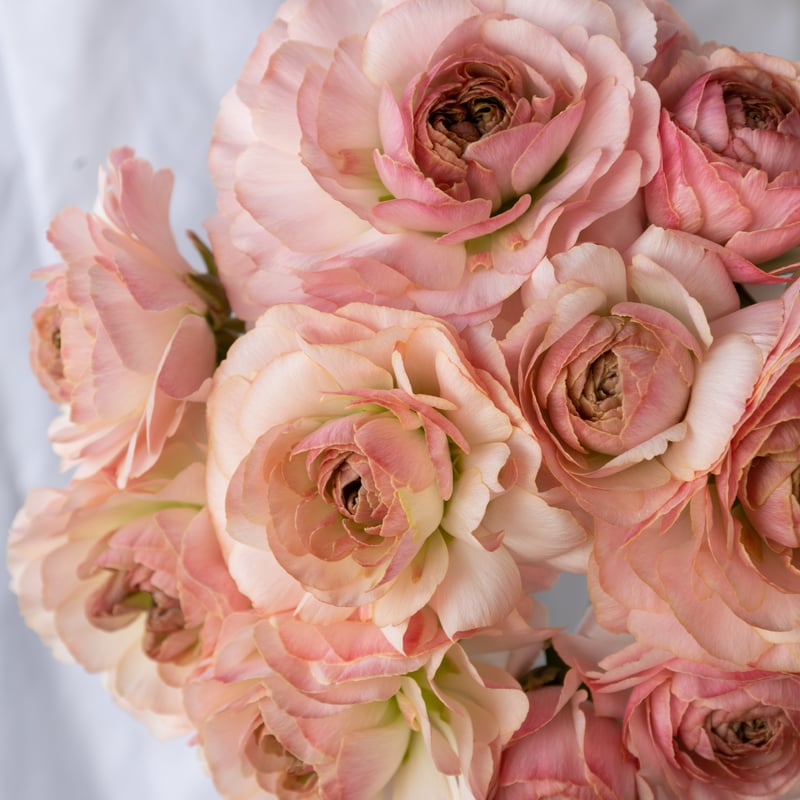 ラナンキュラス「プラージュ」 | tokyo_shokubutsu_zufu