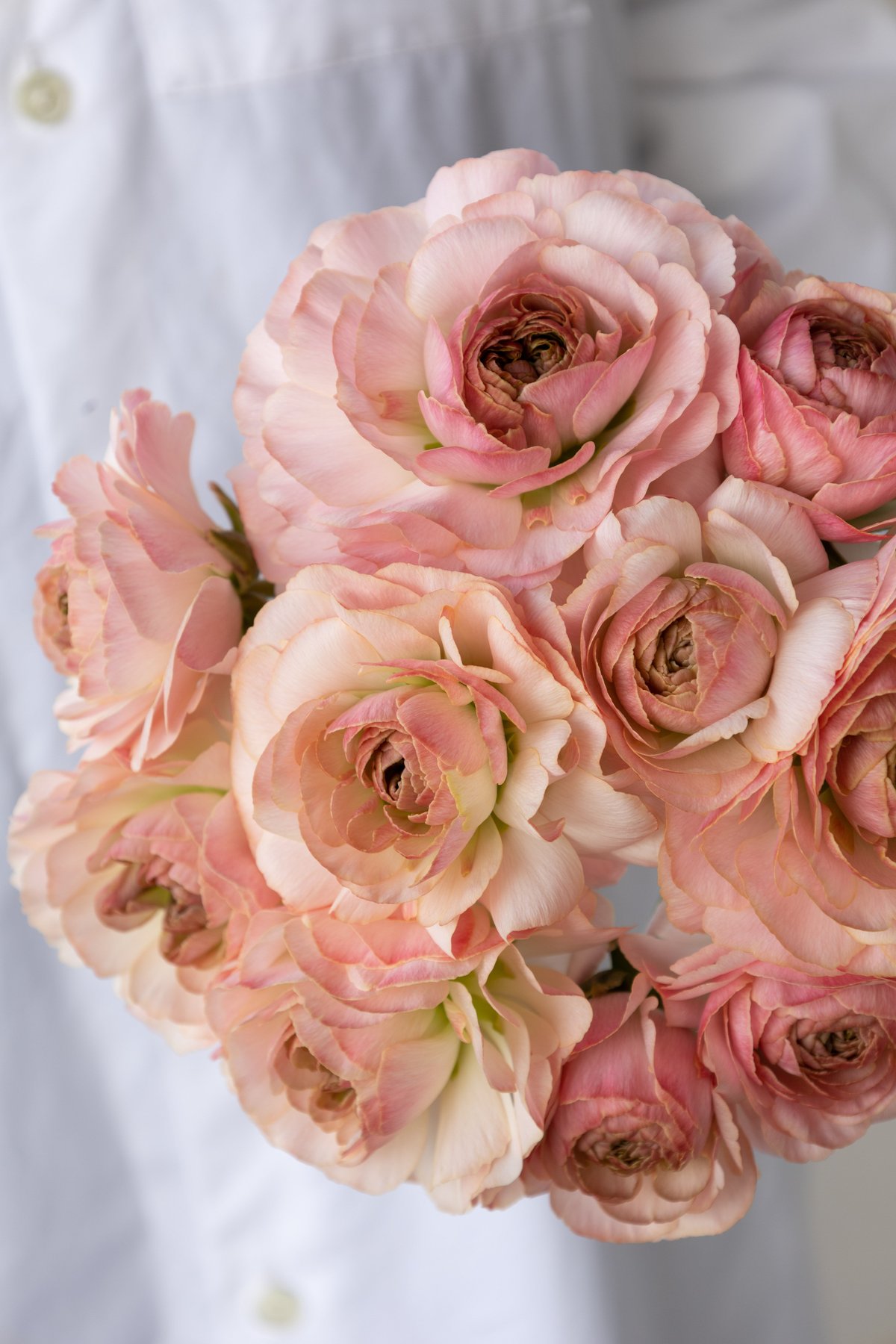 ラナンキュラス「プラージュ」 | tokyo_shokubutsu_zufu