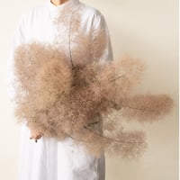 ドライフラワー「スターチス」 | tokyo_shokubutsu_zufu