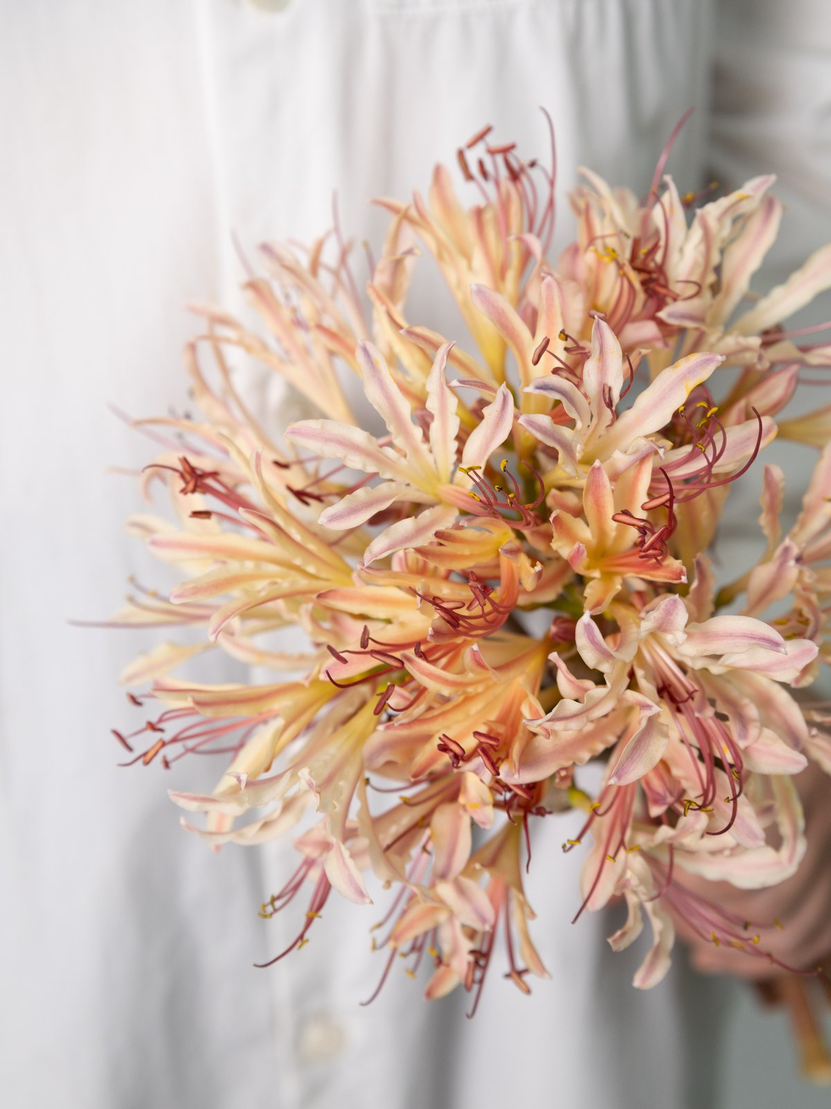 原種ガーベラ、リコリス fit=scale-down,w=1200