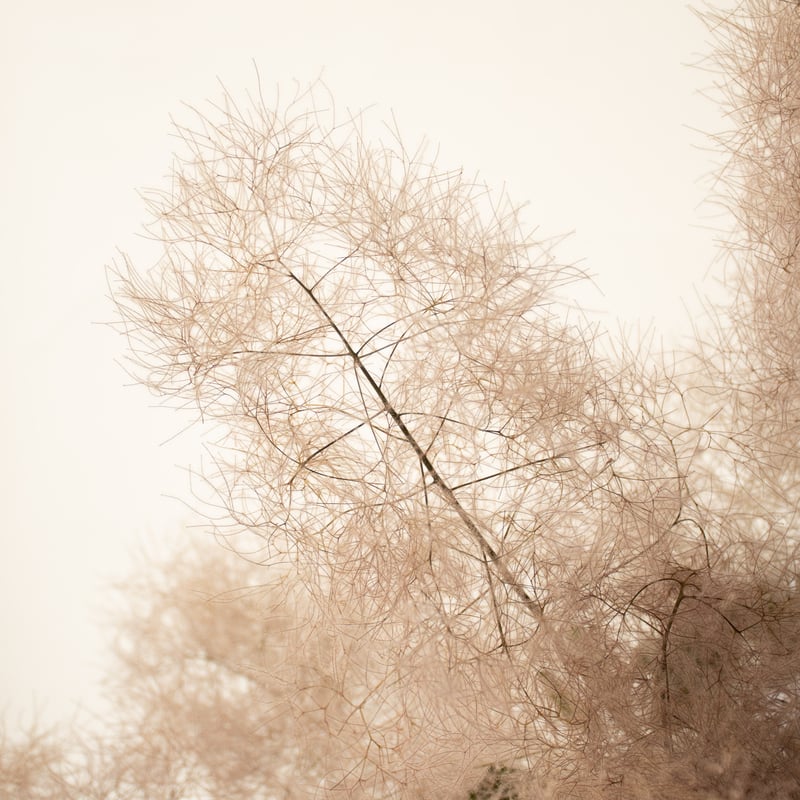 ドライフラワー「スモークツリー」 | tokyo_shokubutsu_zufu