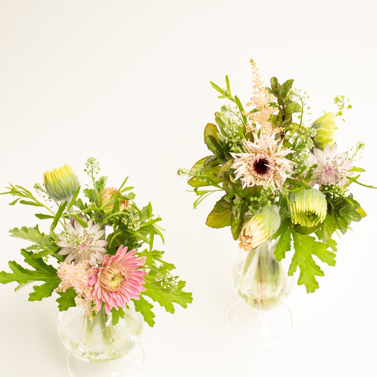 All flowers⭐️新品レア6枚set⭐️ラベンダー　たんぽぽ　カモミール かぼちゃ#白黒 #アマランサス#スパイダーグリーン #ハマベブドウ