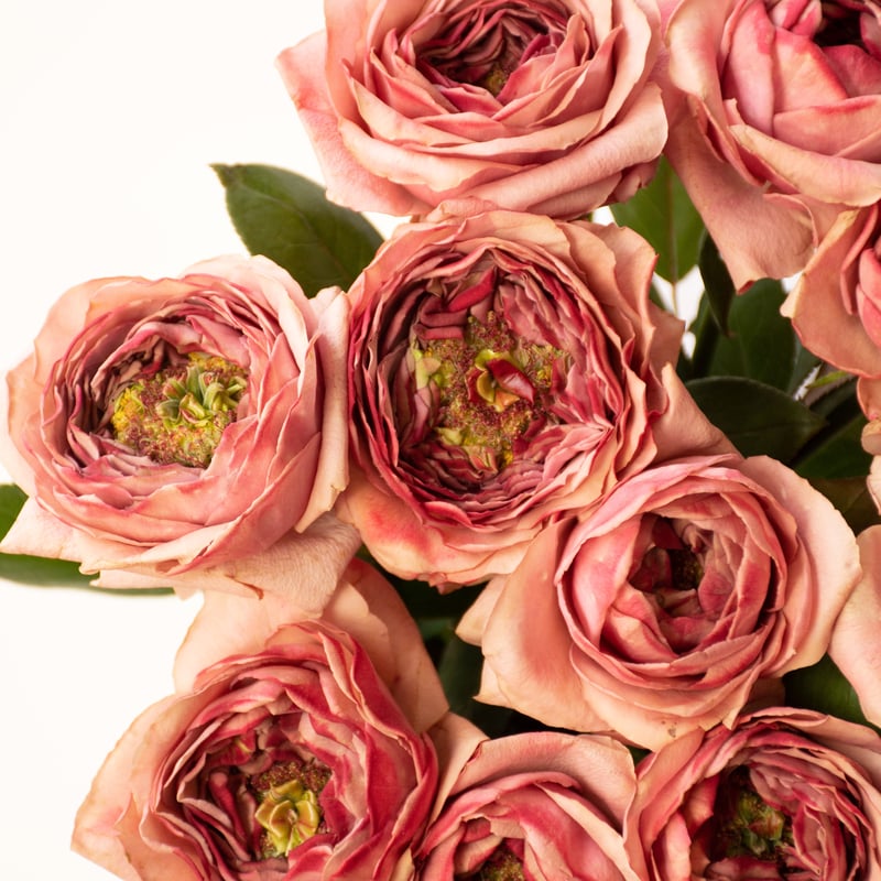 やぎばら育種農園「パブロヴァーズ」 | tokyo_shokubutsu_zufu