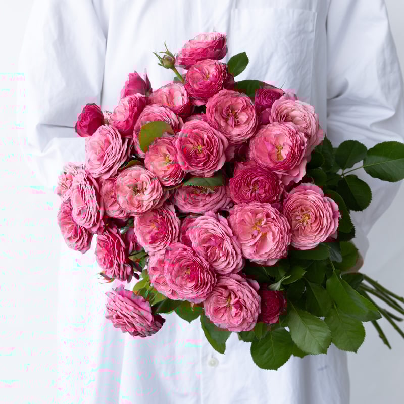 薔薇 08直前】バラ アンジェニュー 80cm オキツローズ - 花材通販はなどんや