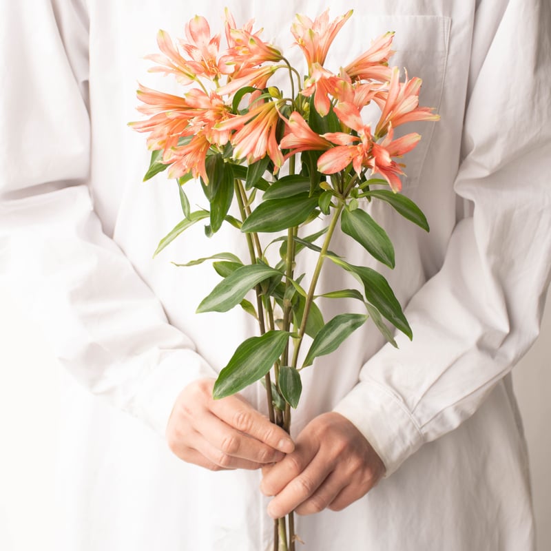 三宅さんの「アルストロミックス」 | tokyo_shokubutsu_zufu