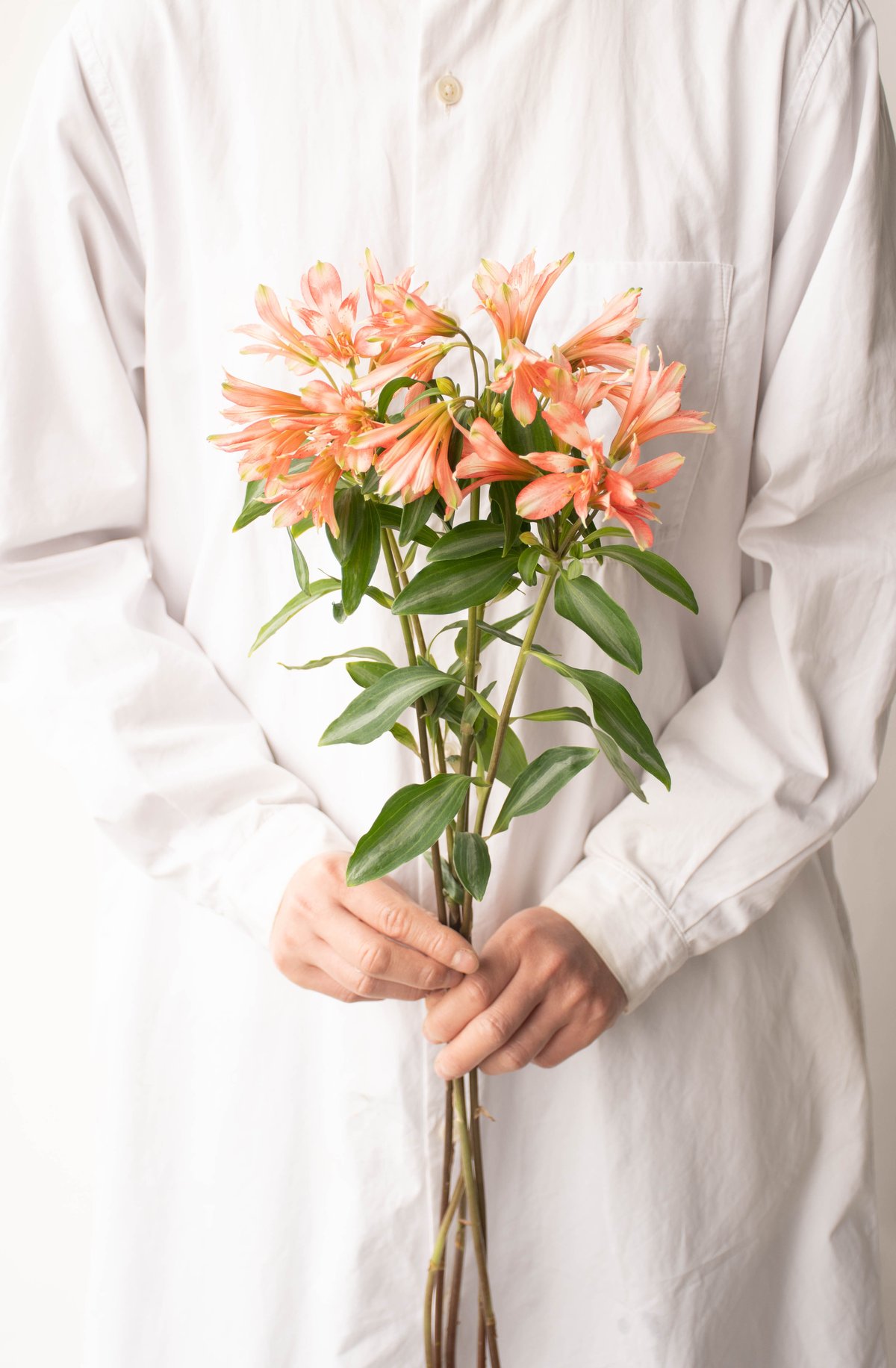 三宅さんの「アルストロミックス」 | tokyo_shokubutsu_zufu