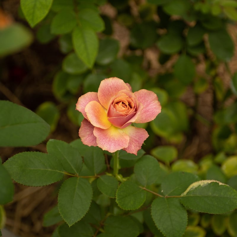 バラ「堀木園芸 テーブルフォートゥー」 | tokyo_shokubutsu_zufu