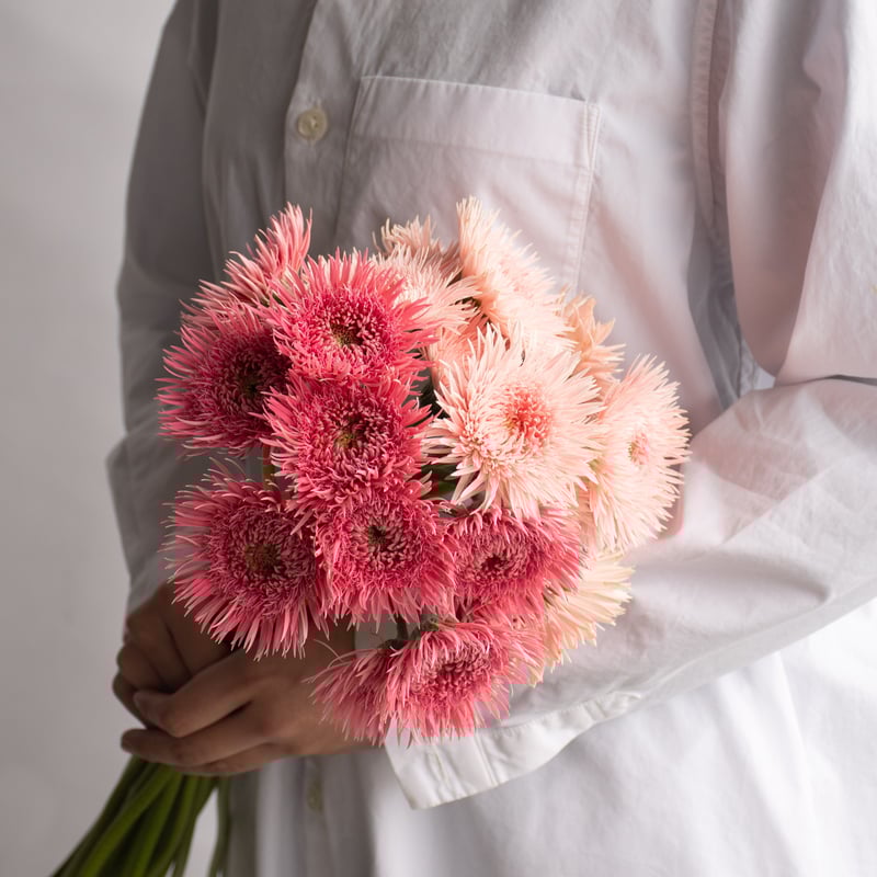 ガーベラ「スパイダーフルダブルミックス」 | tokyo_shokubutsu_zufu