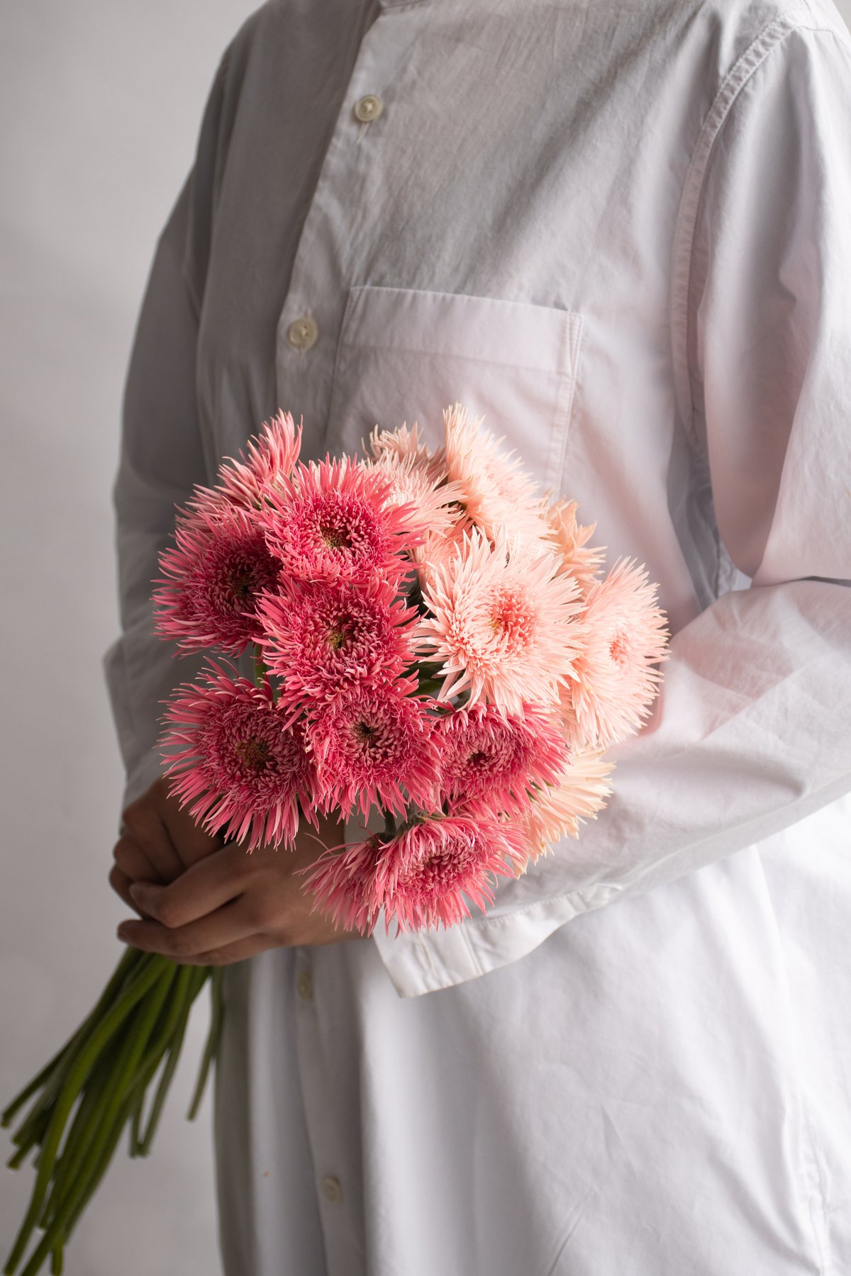 ガーベラ「スパイダーフルダブルミックス」 | tokyo_shokubutsu_zufu