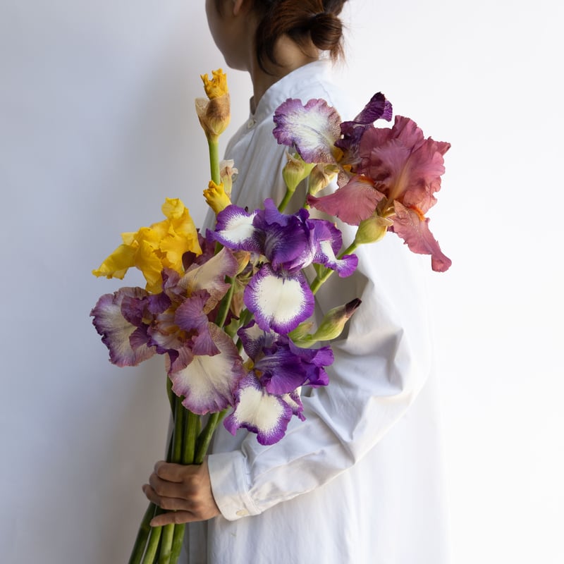 ジャーマンアイリス「ミックス」 | tokyo_shokubutsu_zufu