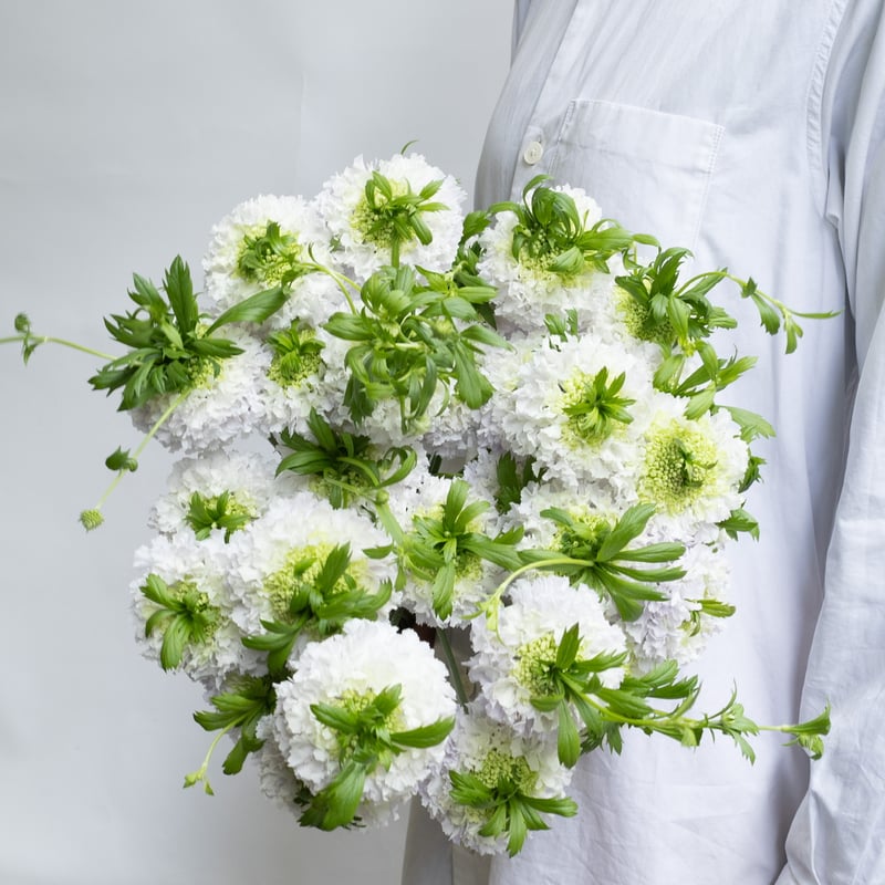 花冠 スカビオサ「ちょんまげトノ」 | tokyo_shokubutsu_zufu