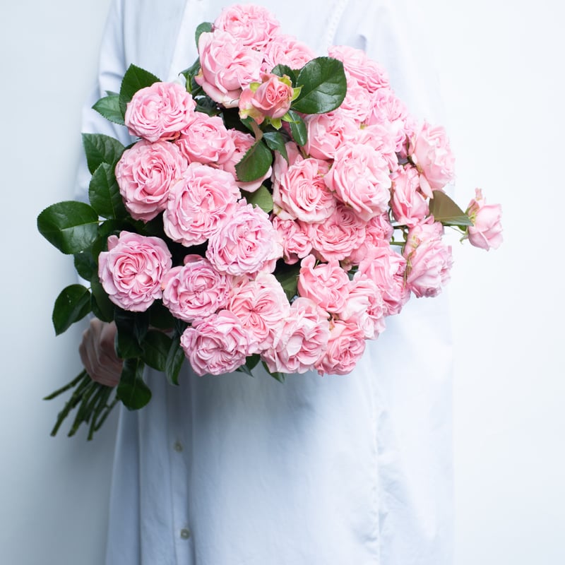 バラ「ジェントルフロウ」 | tokyo_shokubutsu_zufu