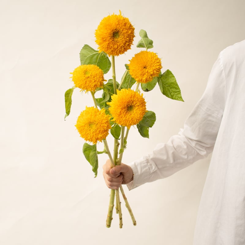 ヒマワリ「テディベア」 | tokyo_shokubutsu_zufu