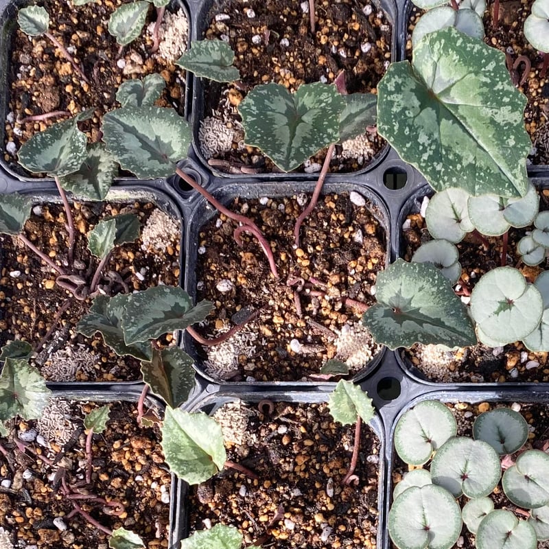 はら園芸「原種シクラメンセット」 | tokyo_shokubutsu_zufu