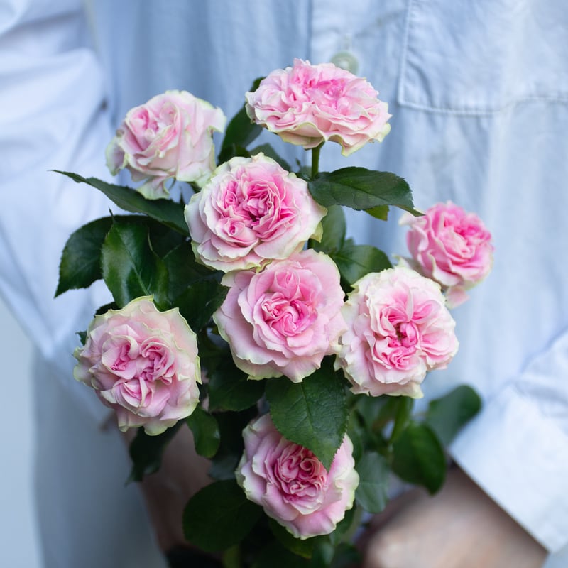 SPバラ「ブライダルマカロン」 | tokyo_shokubutsu_zufu