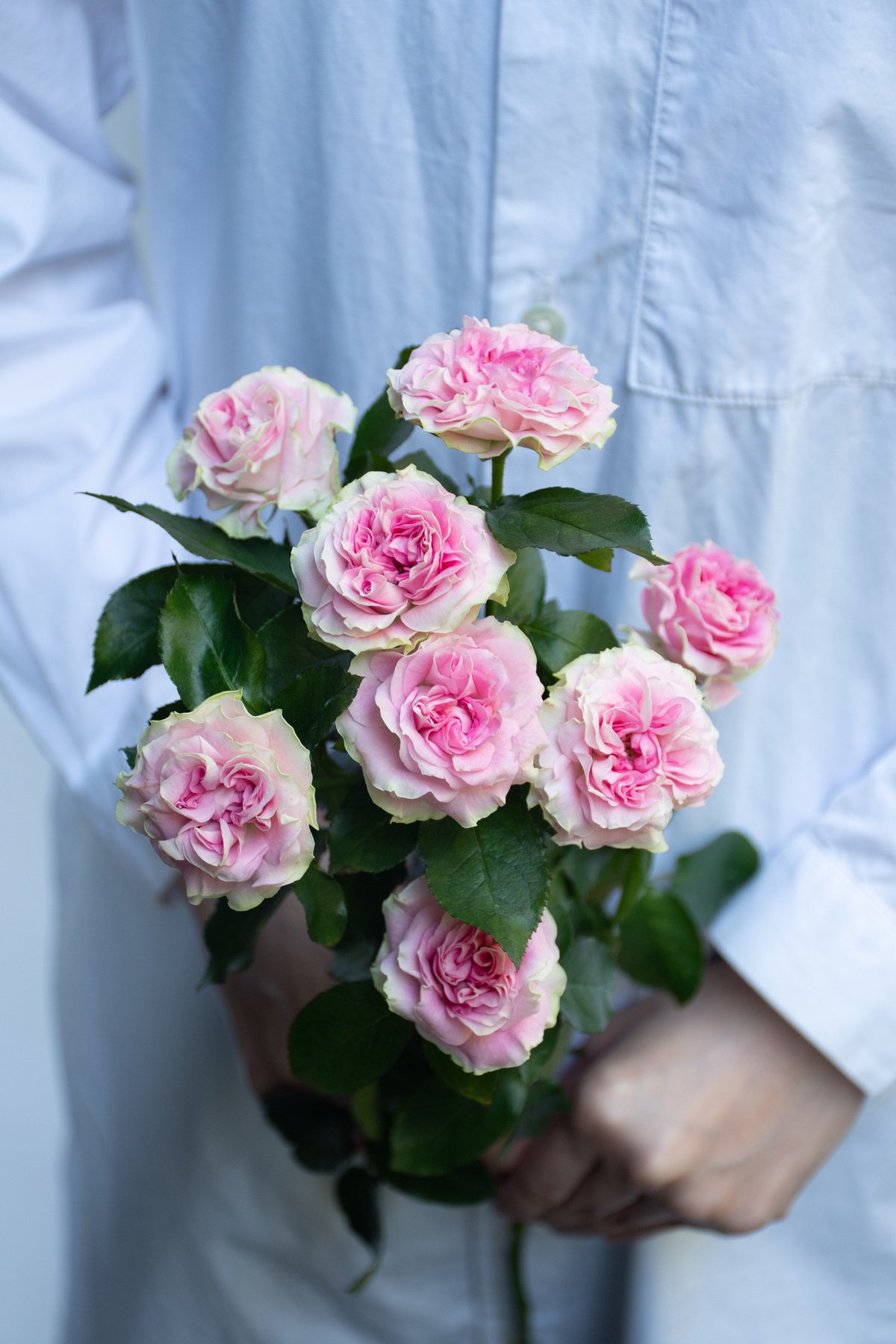 SPバラ「ブライダルマカロン」 | tokyo_shokubutsu_zufu