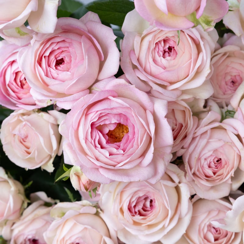 バラ「マイネリーベ」 | tokyo_shokubutsu_zufu