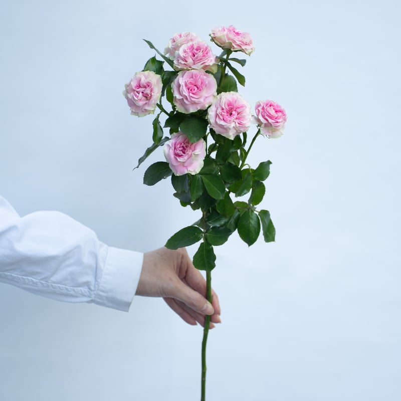 SPバラ「ブライダルマカロン」 | tokyo_shokubutsu_zufu