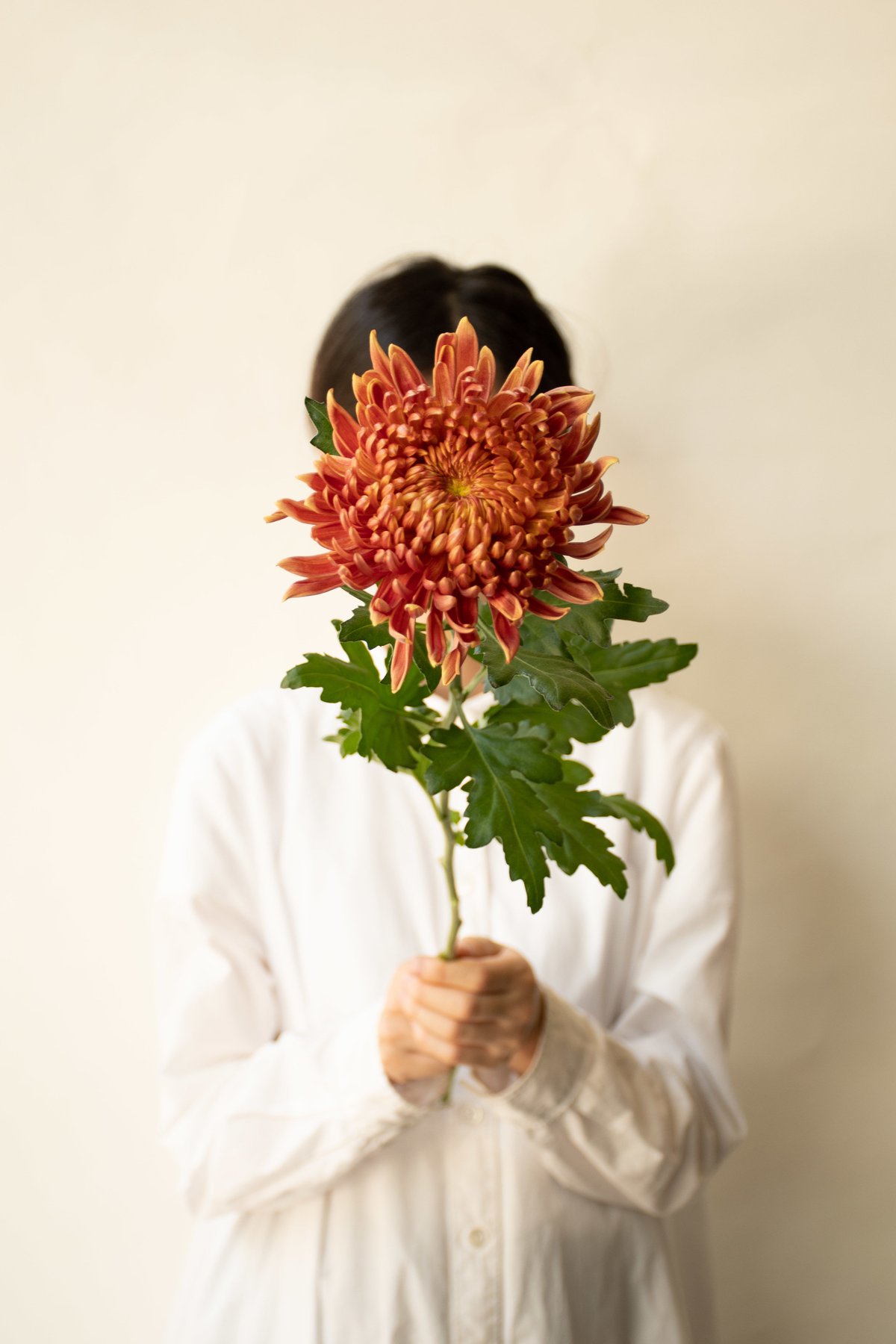 珍味入れ　緑交趾菊葉珍味入れ10客 緑交ち菊の葉型珍味入れ 10客 京料理の器 秋