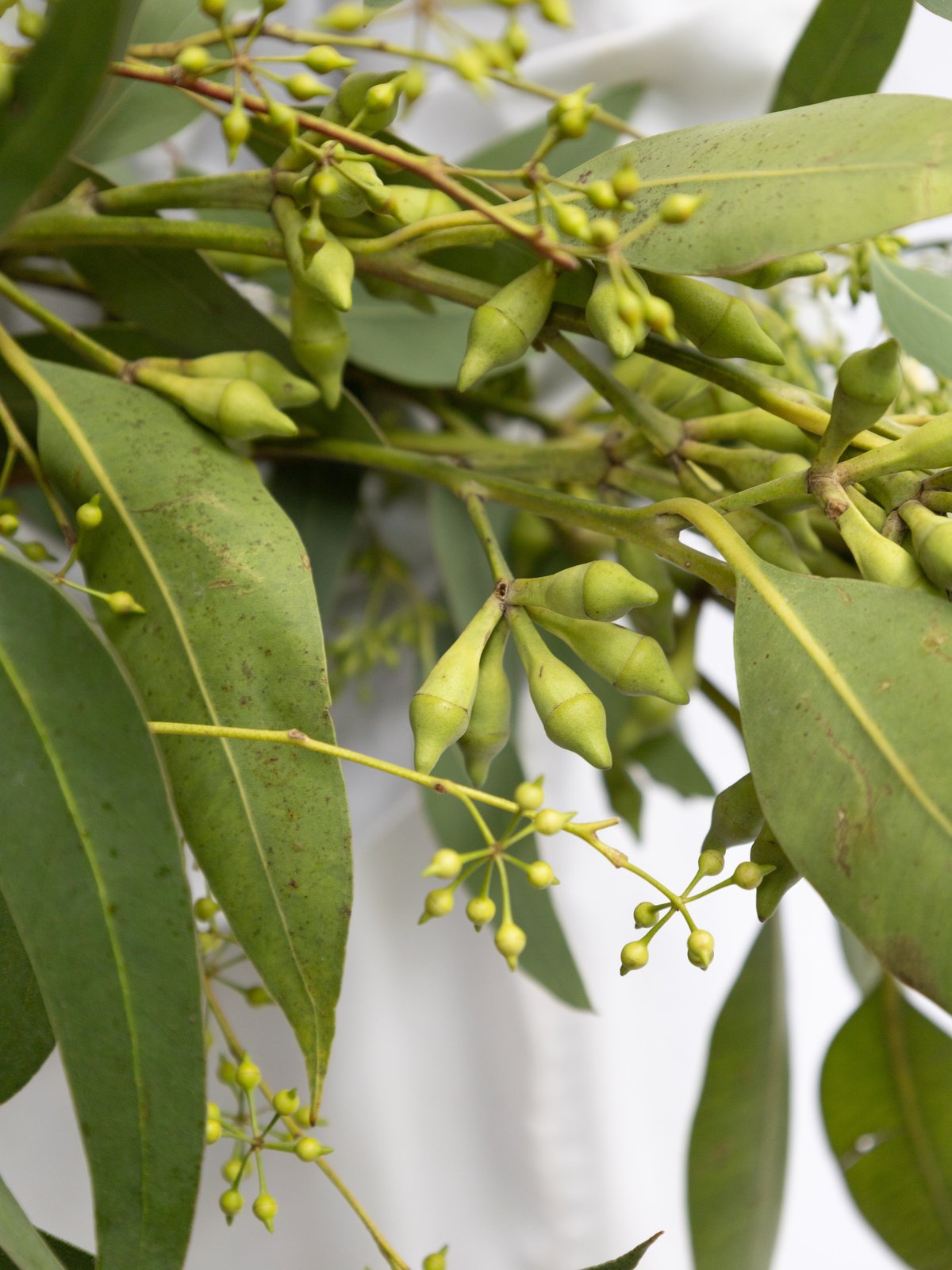 ✨1点限定‼️16種MIX【A】 チース　芍薬　フィリカ　ユーカリ　生花　ドライ ユーカリ「ミックス」 | tokyo_shokubutsu_zufu