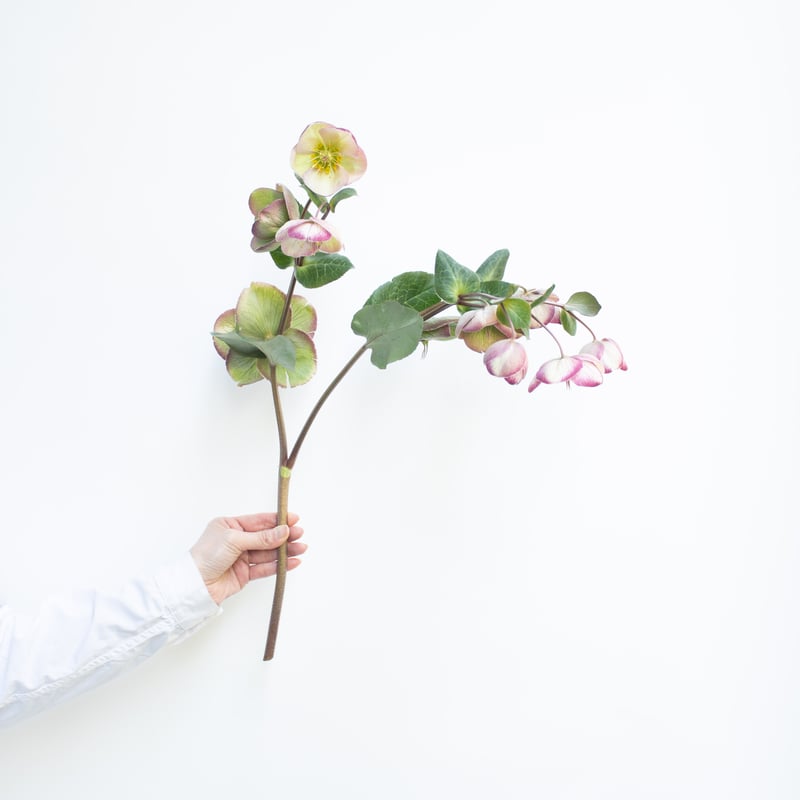 ✱RIKO✱　クリスマスローズ クリスマスローズの世界展 お花達の集い 2022 World of