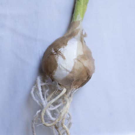 feltico×東京植物図譜「ムスカリのブローチ＋球根ミックス」