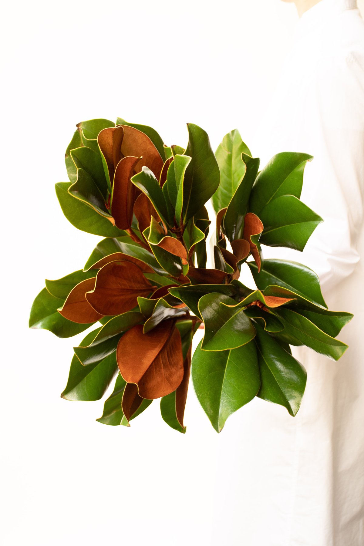 マグノリア | tokyo_shokubutsu_zufu