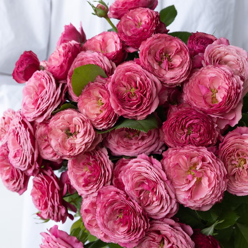 SPバラ「ドリーチークス」 | tokyo_shokubutsu_zufu