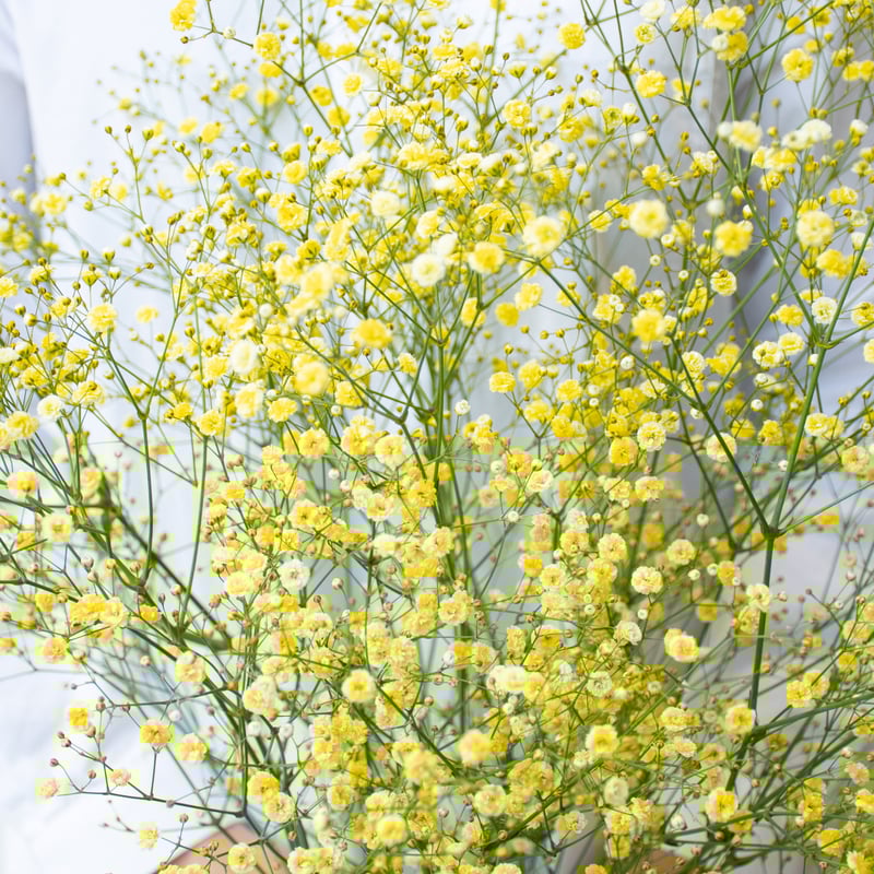 かすみ草「染め5色ミックス」 | tokyo_shokubutsu_zufu