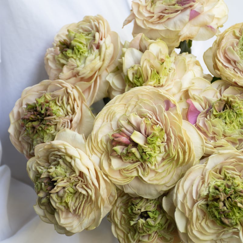 バラ「ヴァーズミックス」 | tokyo_shokubutsu_zufu