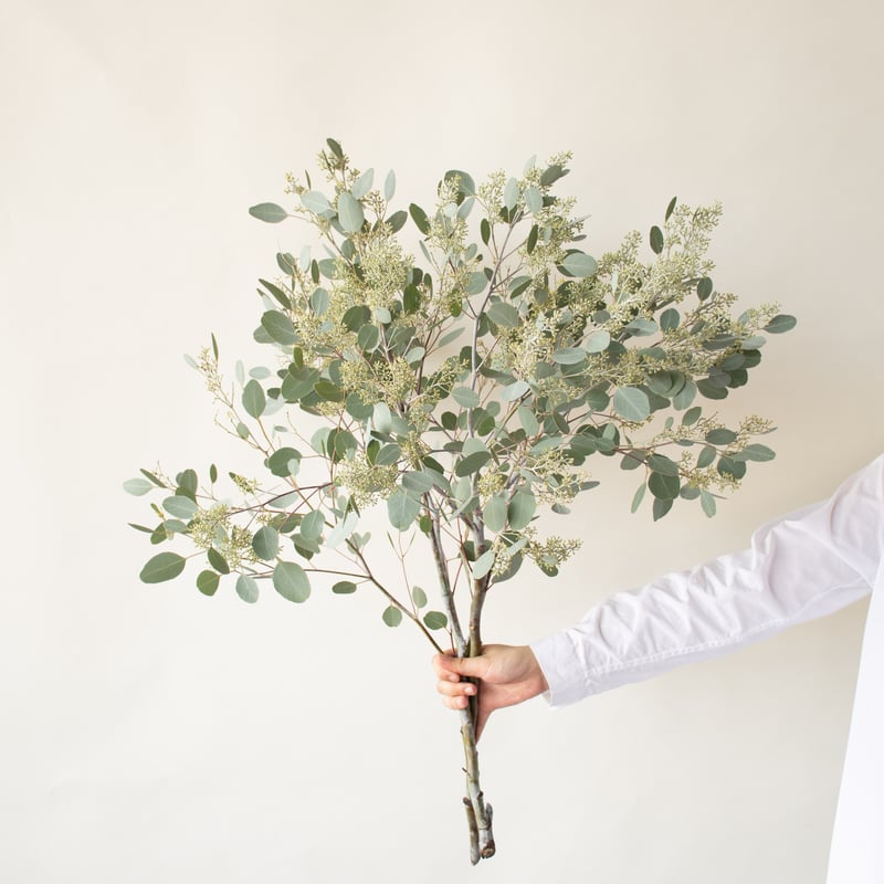 ポポラス「フェアリー」 | tokyo_shokubutsu_zufu