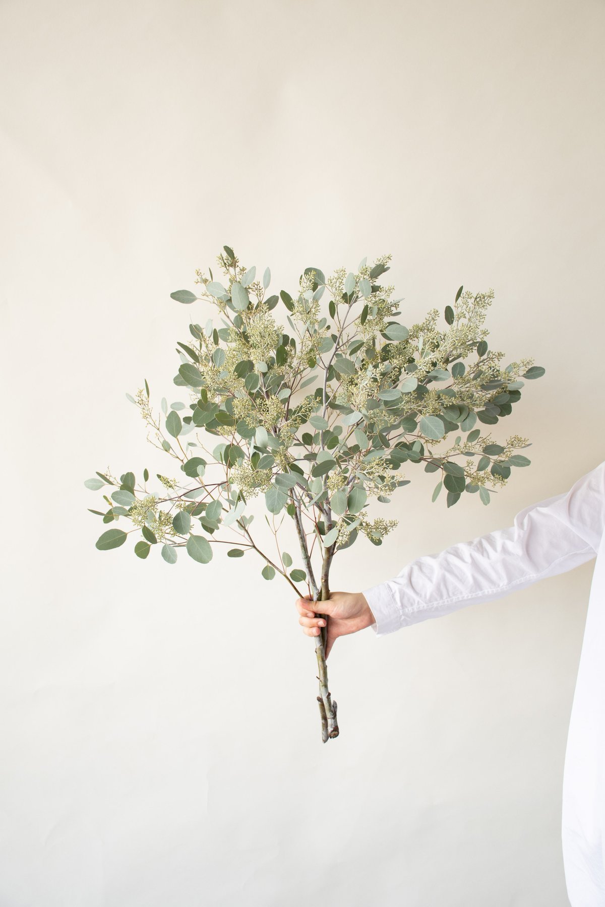 ポポラス「フェアリー」 | tokyo_shokubutsu_zufu