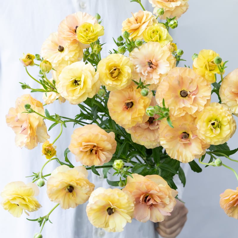 ラナンキュラス ラナンキュラス「ラックスベスタリス」 | tokyo_shokubutsu_zufu