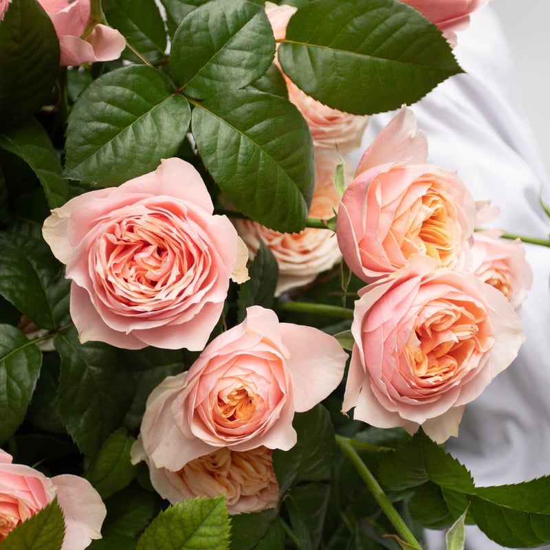 SPバラ「コーラルハート」 | tokyo_shokubutsu_zufu