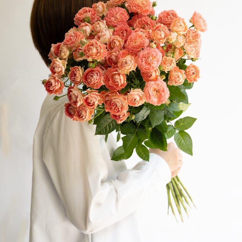 SPバラ「花華純(はなかすみ)」 | tokyo_shokubutsu_zufu