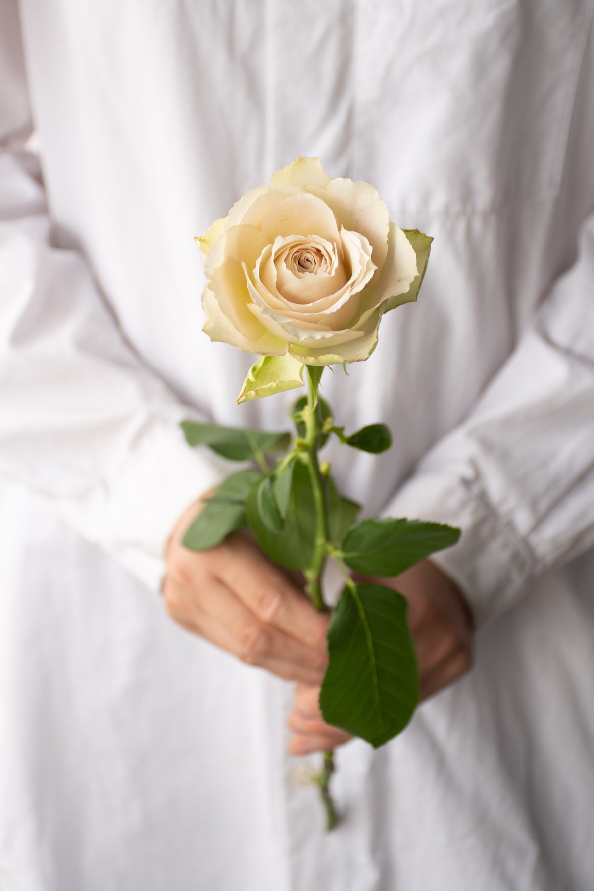 堀木園芸「インマイプレイス」 | tokyo_shokubutsu_zufu