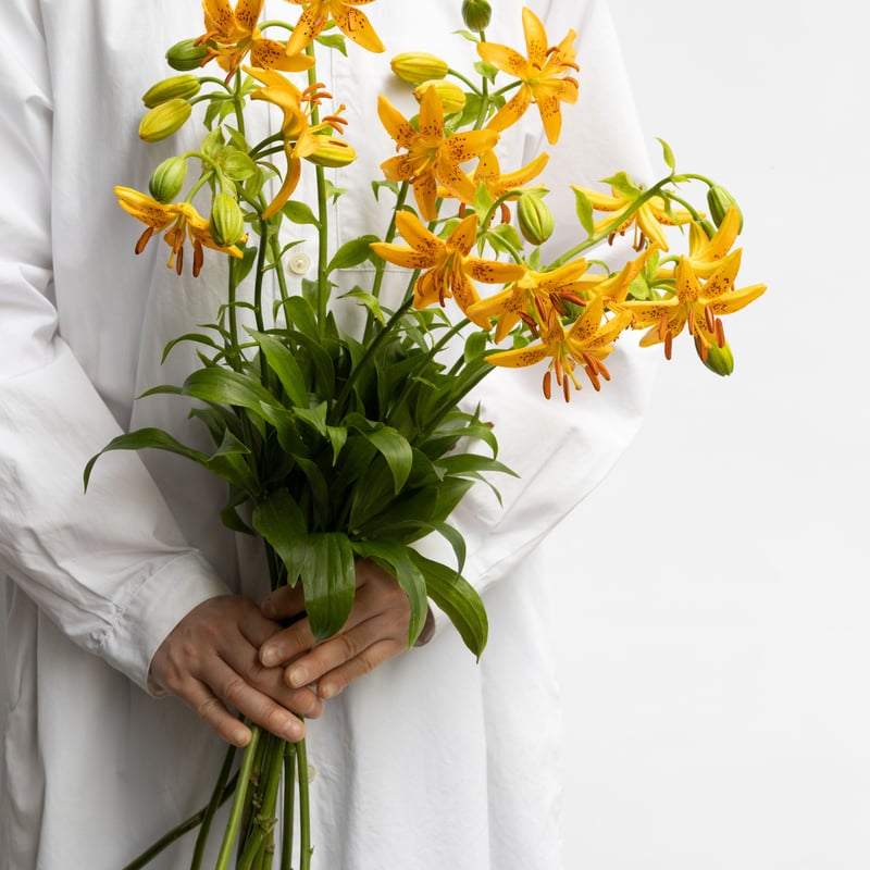 ユリ「竹島ユリ」 | tokyo_shokubutsu_zufu