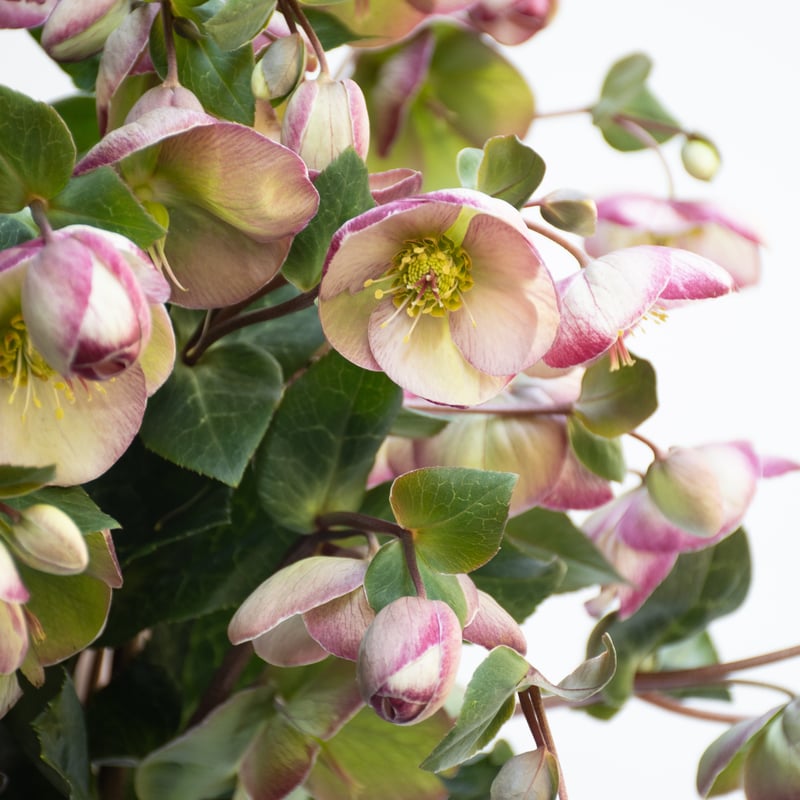 クリスマスローズ「プリティーアン」 | tokyo_shokubutsu_zufu