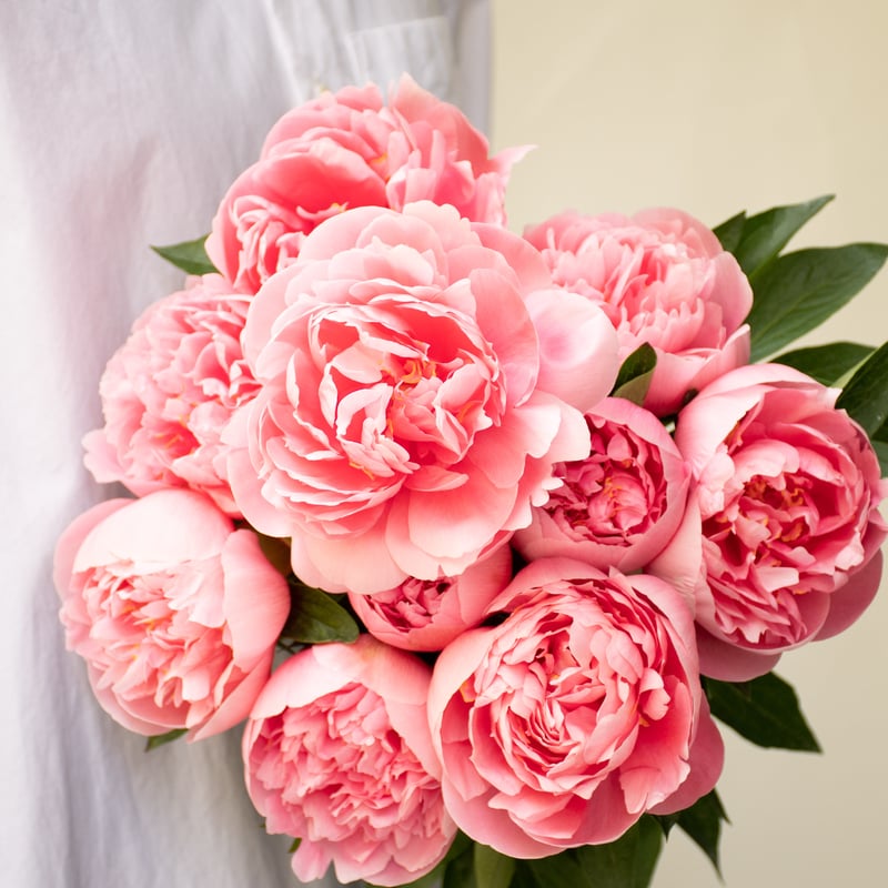 シャクヤク「エッジドサーモン」 | tokyo_shokubutsu_zufu