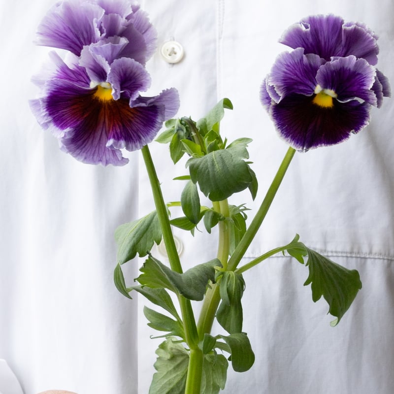 パンジー「稀」 | tokyo_shokubutsu_zufu